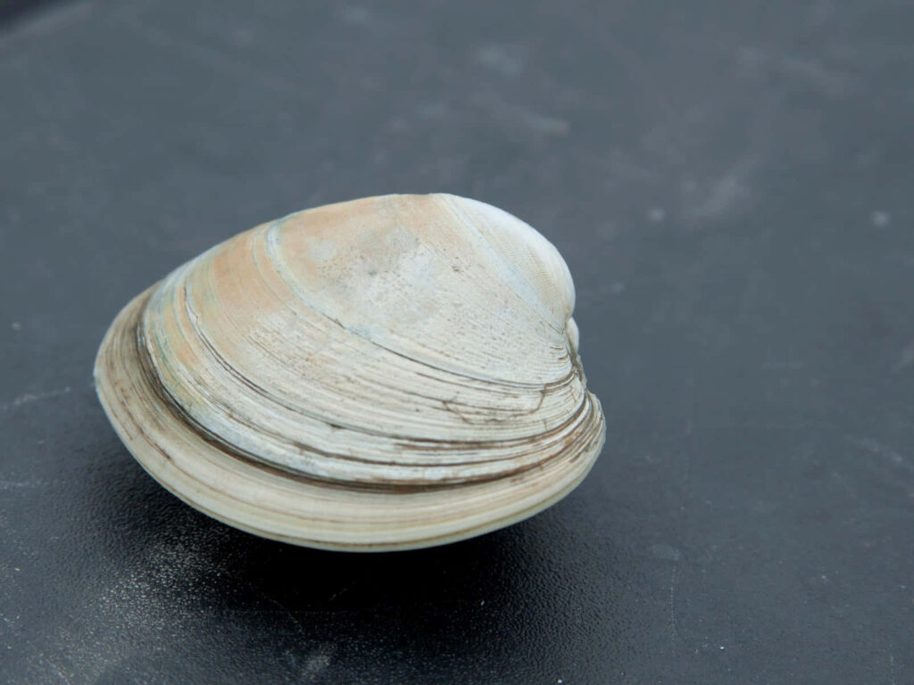 Single clam shell with earthy textures on dark background minimalist coastal wallpaper theme