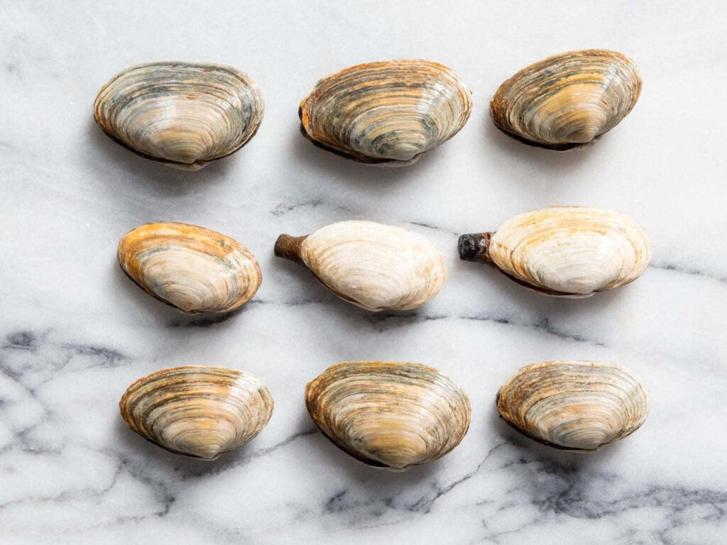 Clam shell wallpaper with nine natural shells on white marble background coastal design