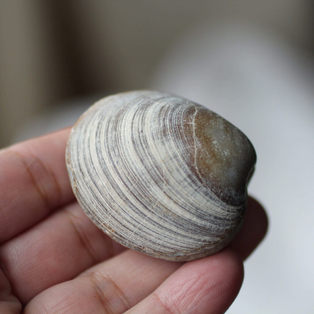 Close-up of hand holding a grayish-white clam shell with ridged texture coastal wallpaper background