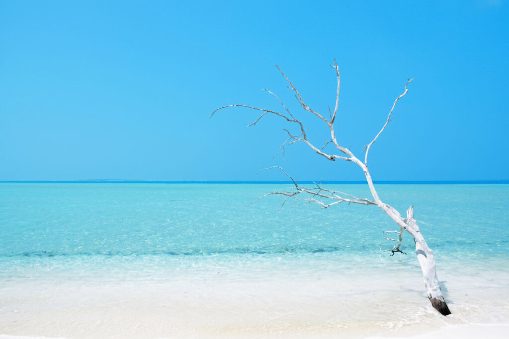 Minimalist wallpaper with a lone leafless tree leaning over turquoise ocean and white sandy beach