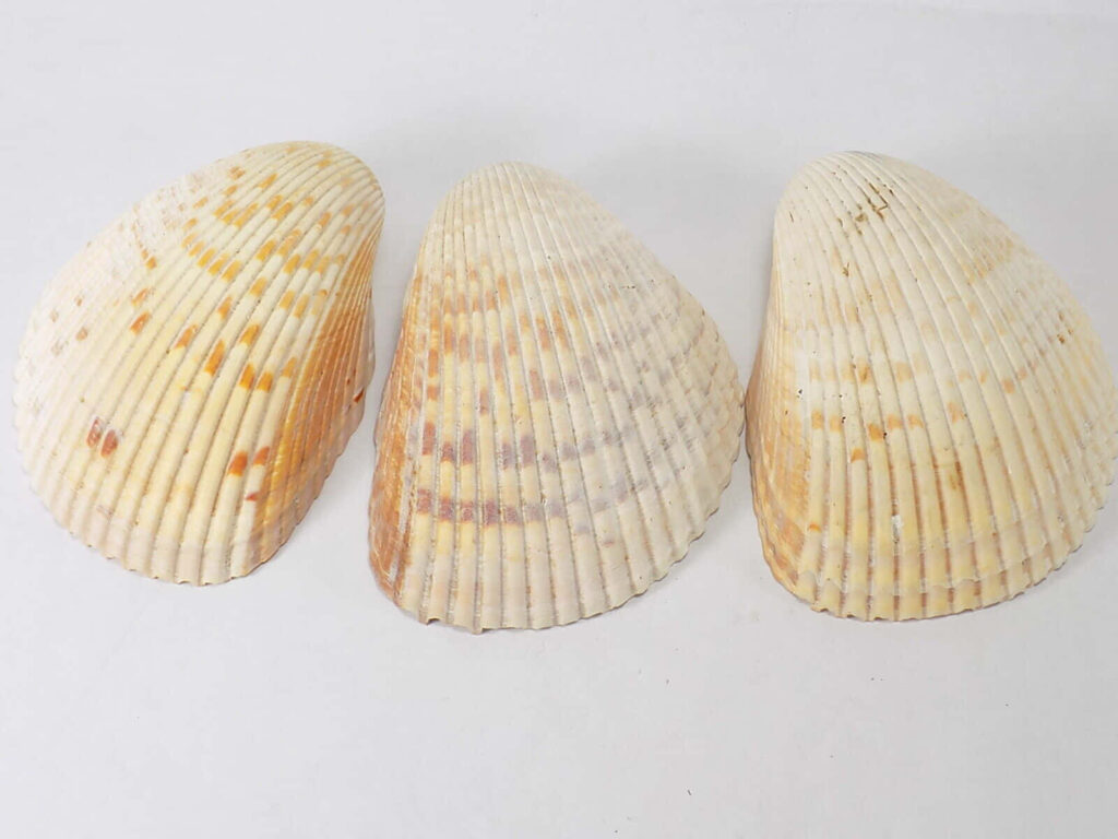 Three cockle shells arranged on white background showing ribbed texture and natural colors Wallpaper