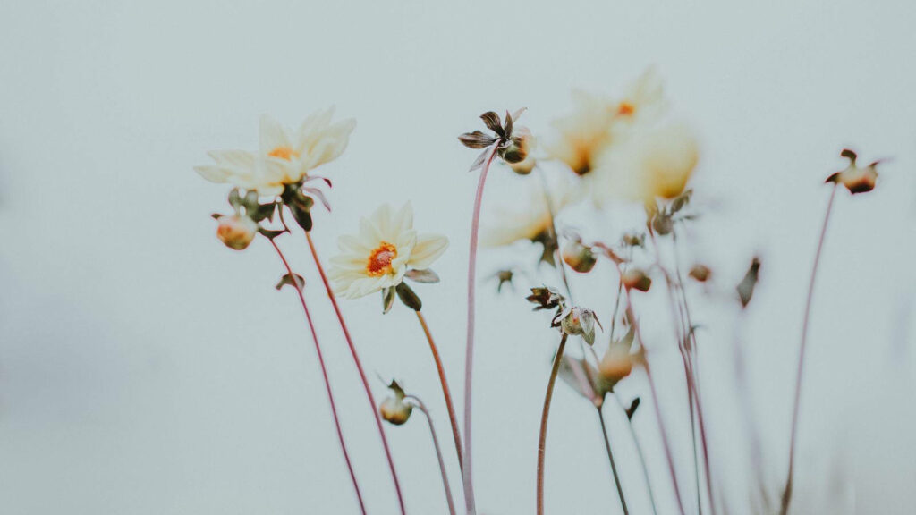 Delicate White Flowers on Soft Blue: Minimalist Computer Wallpaper