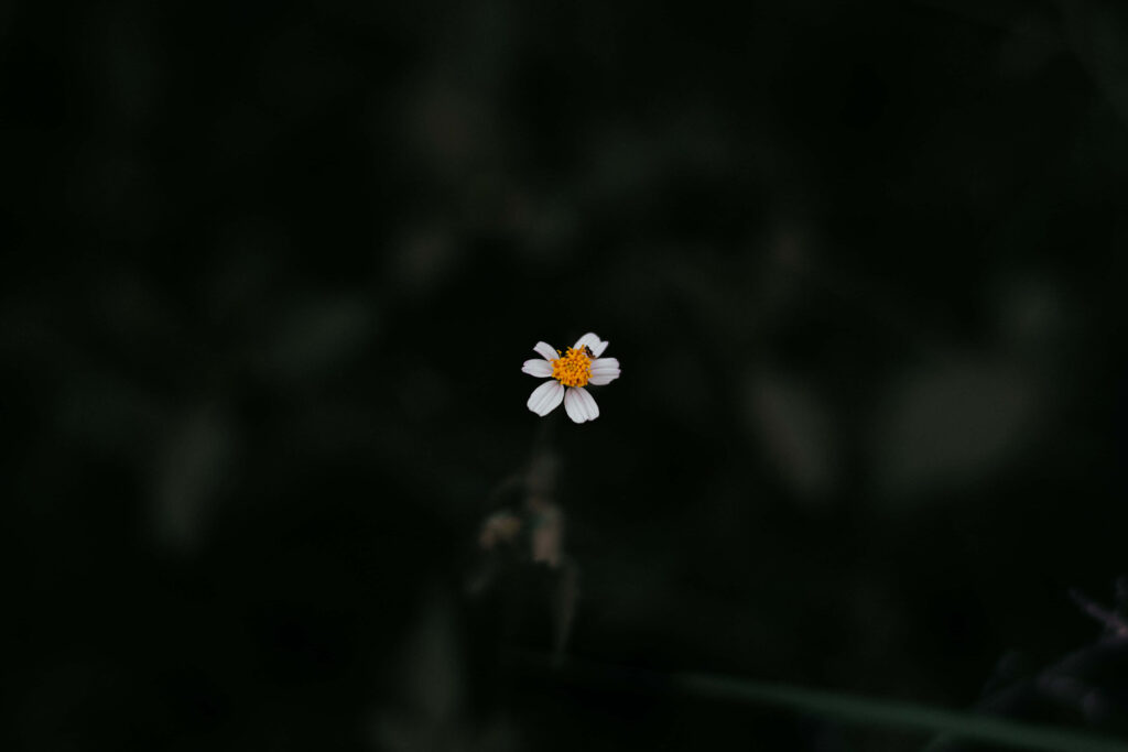 Minimalist Daisy Wallpaper: Simple Beauty on Dark Background