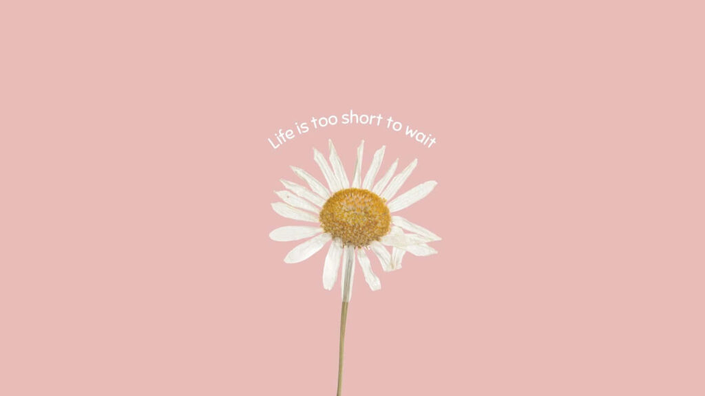 Minimalist Daisy Wallpaper with Inspirational Quote on Pink Background