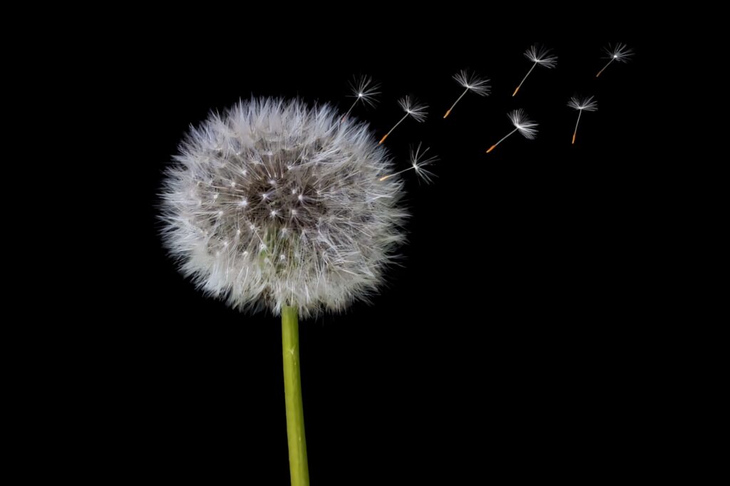 Minimalist dandelion wallpaper with delicate white seeds drifting on black background nature art