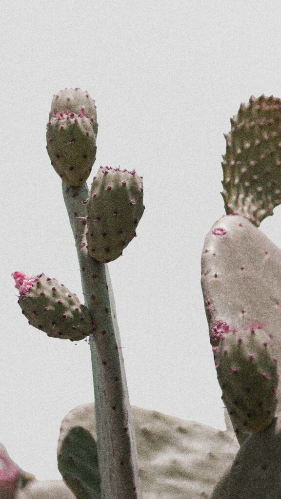 Minimalist desert cactus wallpaper with grainy texture and soft muted tones background