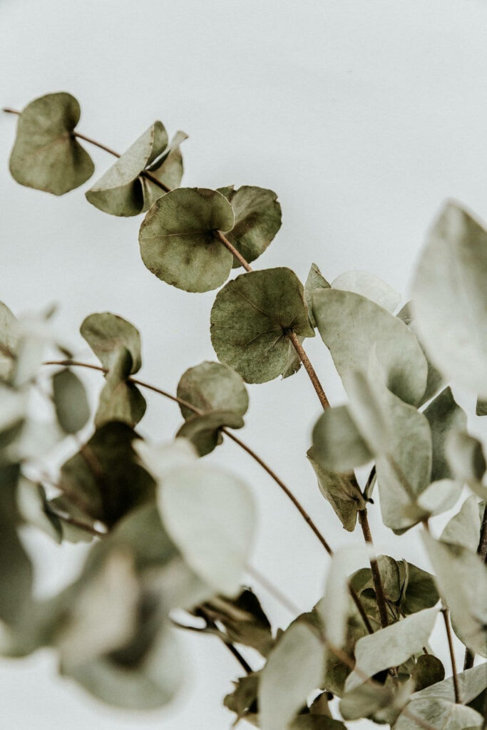 Minimalist dried eucalyptus leaves wallpaper with soft green and muted brown earthy tones background