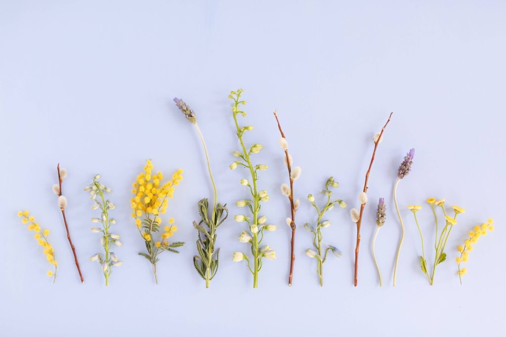 Minimalist dried foliage flat lay with pussy willow lavender mimosa on soft lavender background Wallpaper