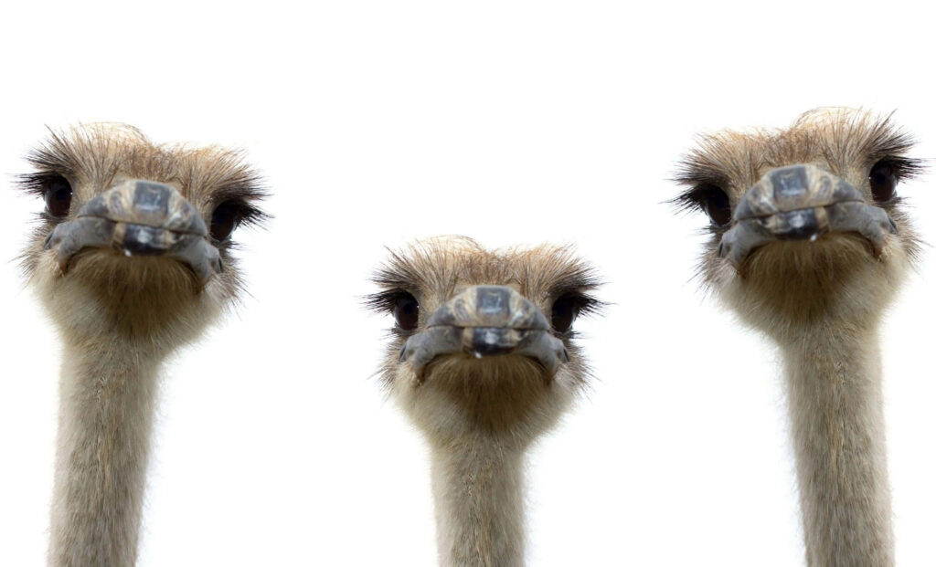 Three expressive emu heads with soft feathers on white minimalist wallpaper background