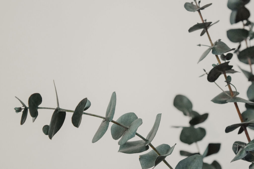 Minimalist eucalyptus leaves wallpaper with muted green tones on a soft neutral background
