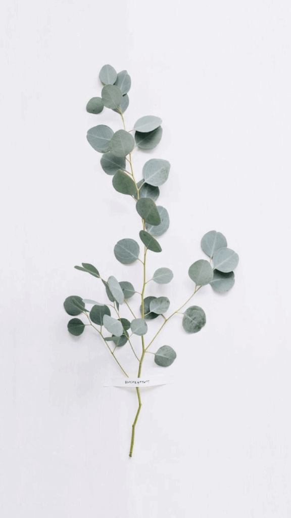 Minimalist eucalyptus wallpaper with silvery green leaves on white background for modern decor