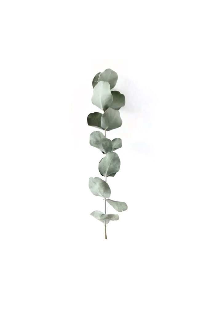 Elegant Minimalist Eucalyptus Wallpaper on Clean White Background