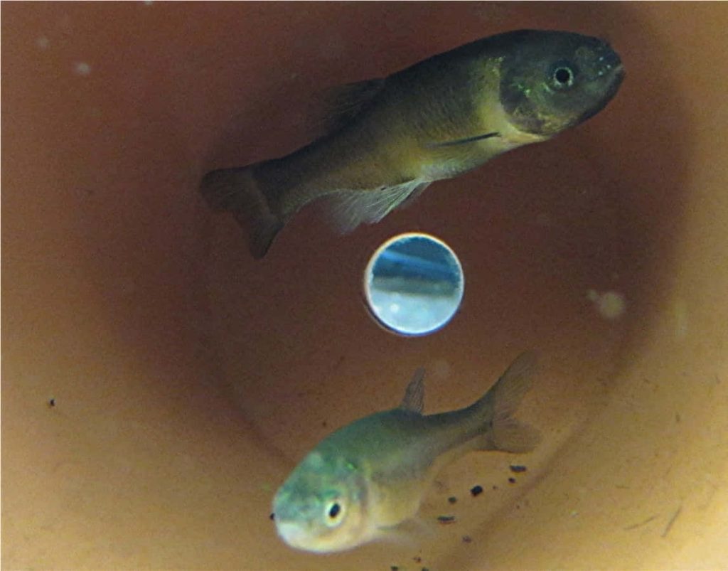 Two Fathead Minnows swim in warm orange tank with bright central light reflection wallpaper
