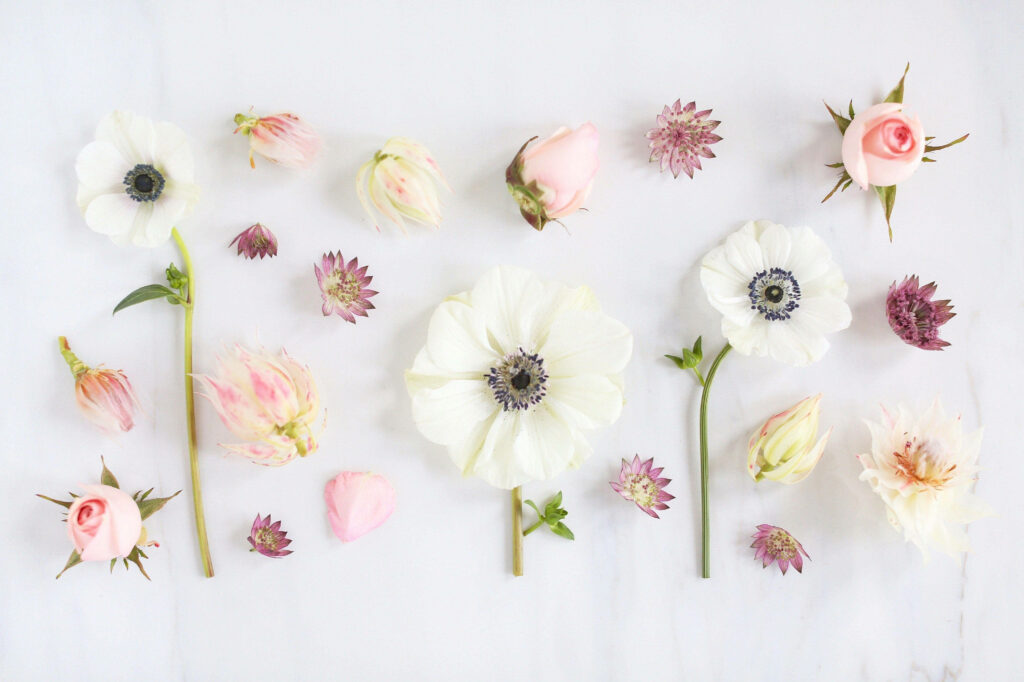 Elegant Minimalist Floral Computer Wallpaper on Clean White Background