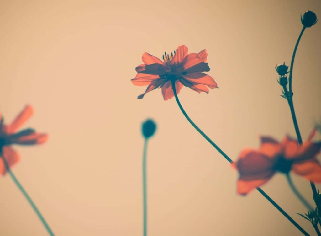 Delicate Floral Wallpaper: Minimalist Tumblr Aesthetic Background