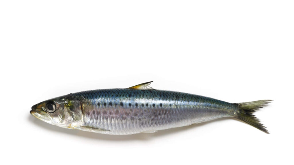 Fresh single anchovy with silvery scales on white background minimal wallpaper fish image