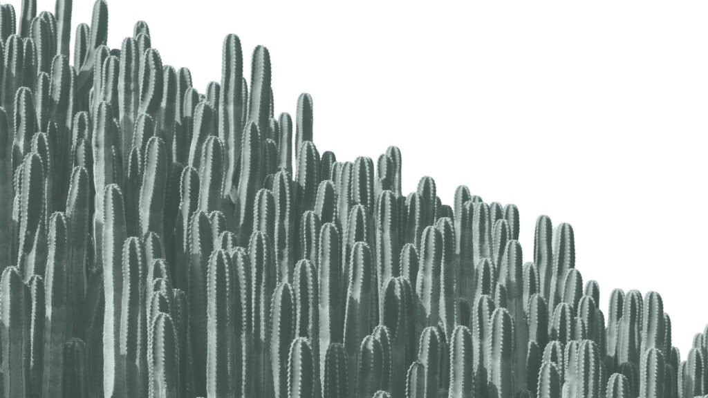 Minimalist grayscale wallpaper with tall dense cactus plants on clean white background calm design