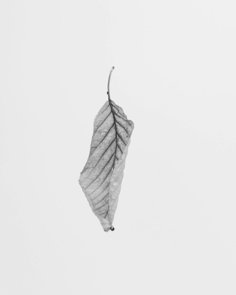 Minimalist Grayscale Leaf Wallpaper: Simple Serenity in Textures