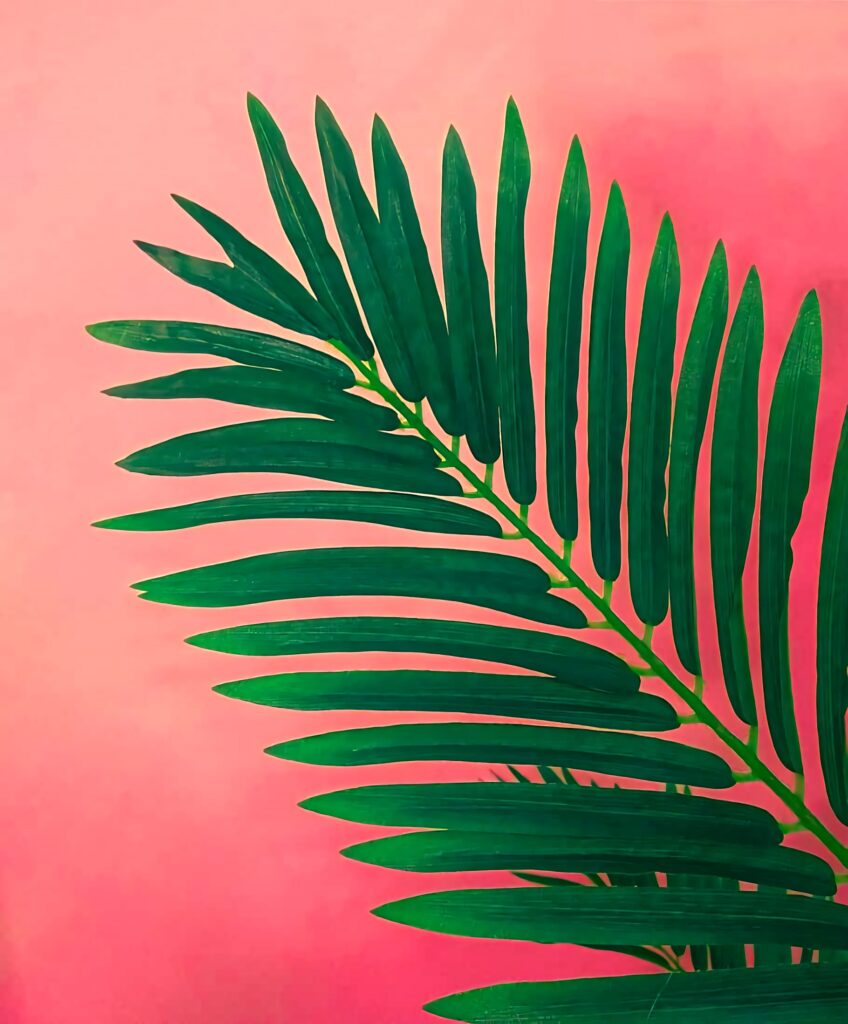 Minimalist Green Frond Wallpaper on Vibrant Pink Background