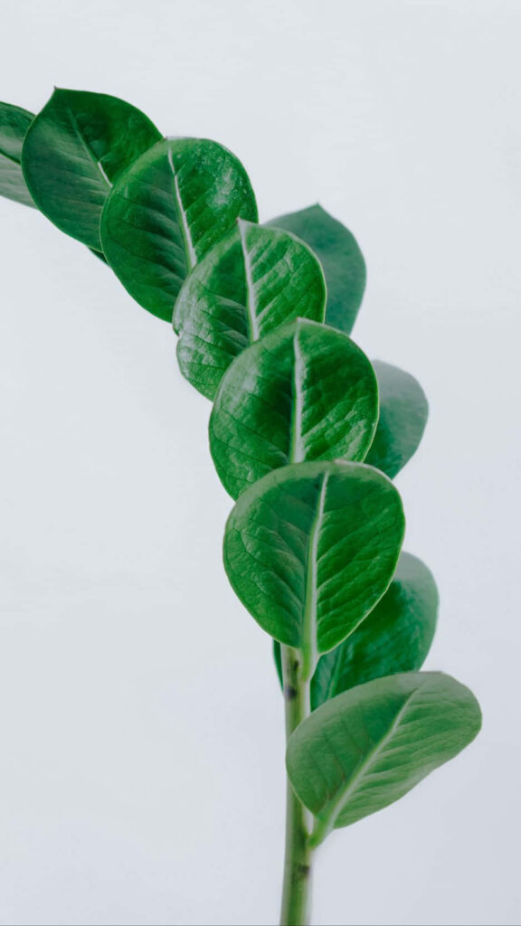Elegant Minimalist Wallpaper: Green Leaf Stem on Light Background