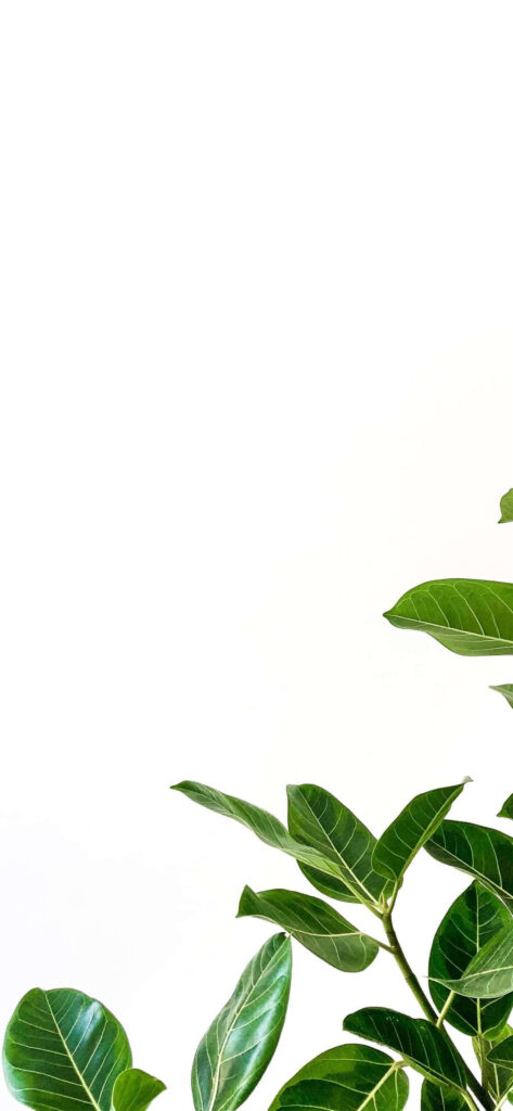 Stylish Green Leaves Minimalist Wallpaper for iPhone Background