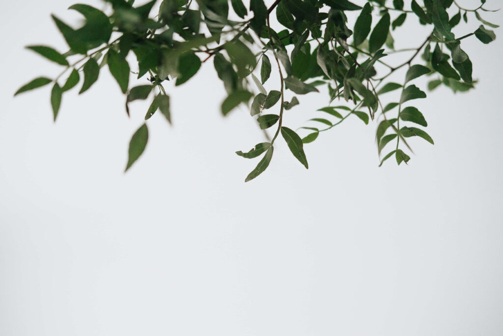 Minimalist Green Leaves Wallpaper - Serene Nature Background