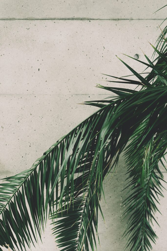Minimalist wallpaper with vibrant green palm leaves on textured concrete wall background