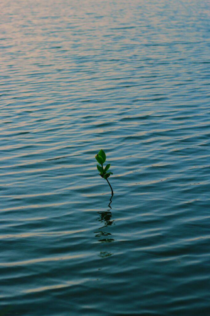Green plant branch rising above rippling water with soft light minimalist nature wallpaper background
