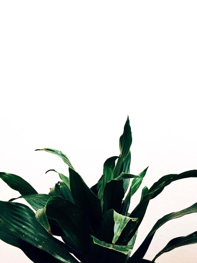 Minimalist Green Plant Wallpaper: Fresh White Background Aesthetic