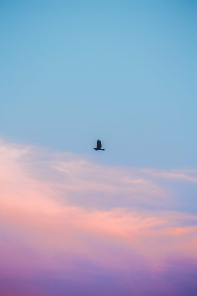 Serene Sky Gradient Phone Wallpaper with Soaring Bird - Minimalist Design