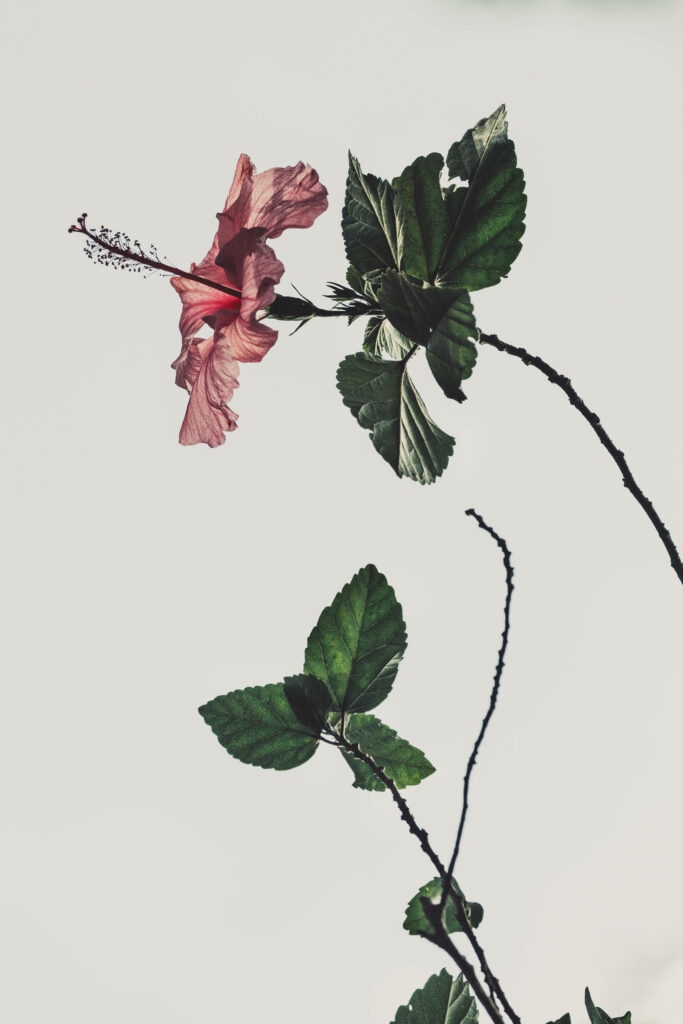 Minimalistic Hibiscus Rosa Sinensis Wallpaper: Pink Petals & Green Leaves