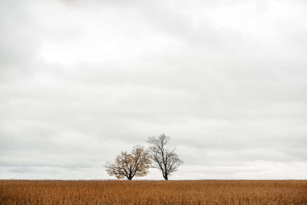Minimalist Landscape Wallpaper: Serene Trees in Open Field