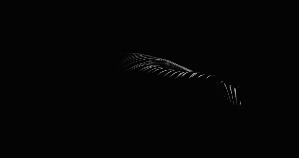 Elegant Minimalist Leaf Wallpaper on Black Background - 6500x3448