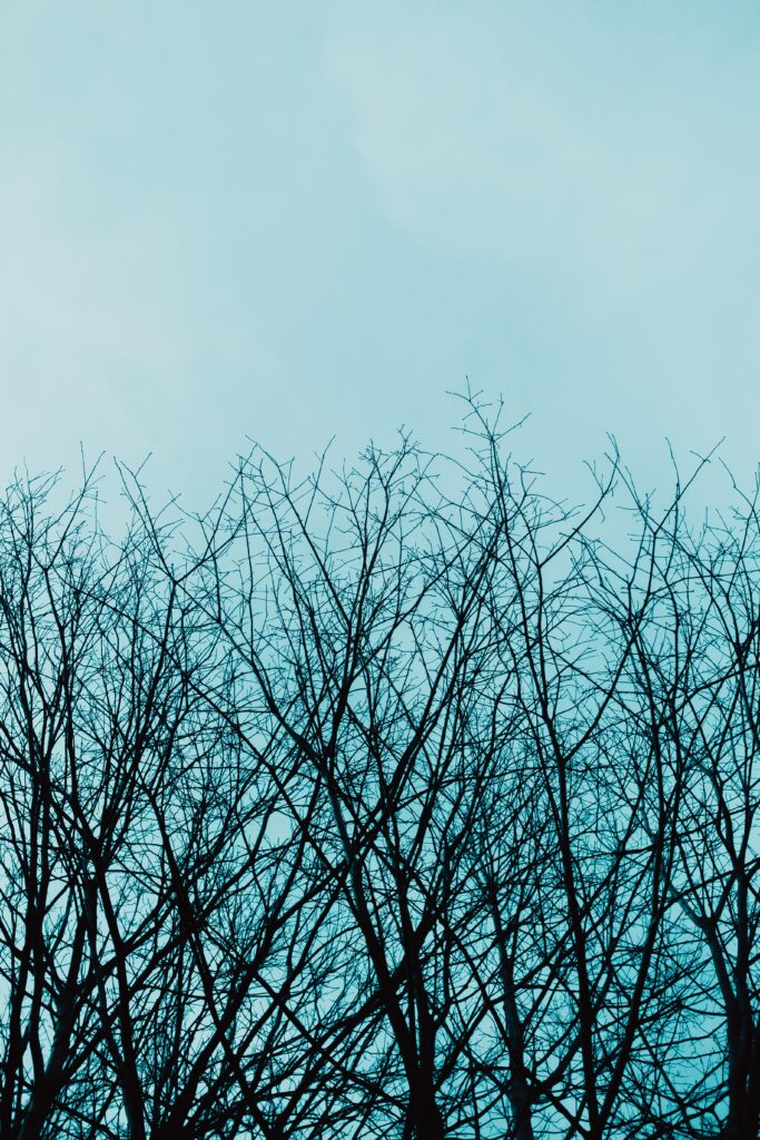 Silhouette of bare tree branches against calm pale blue sky minimalist nature wallpaper background