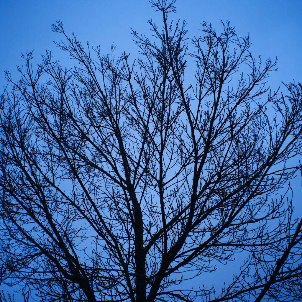 Silhouette of leafless tree branches against serene blue sky minimalist nature wallpaper background