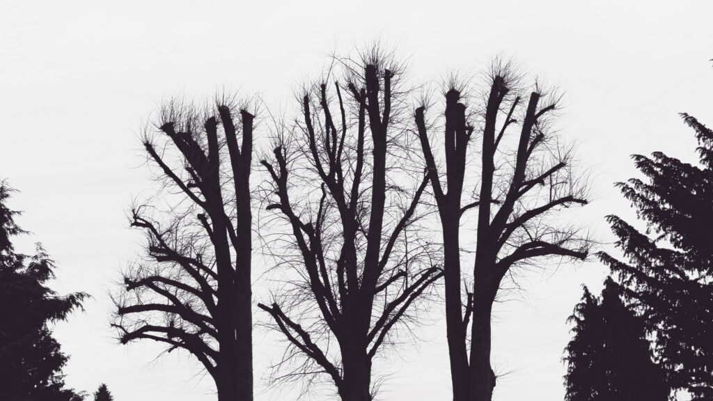 Minimalist Leafless Tree Silhouette Wallpaper Against Overcast Sky