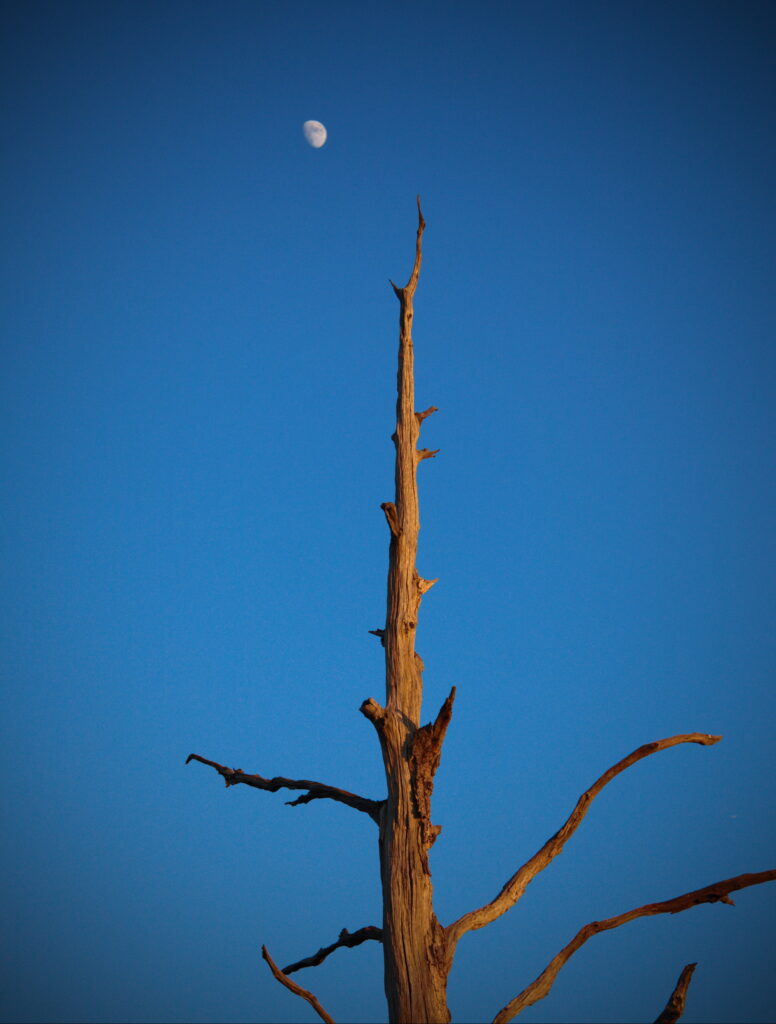 Minimalist wallpaper with solitary leafless tree beneath pale moon and clear blue sky background