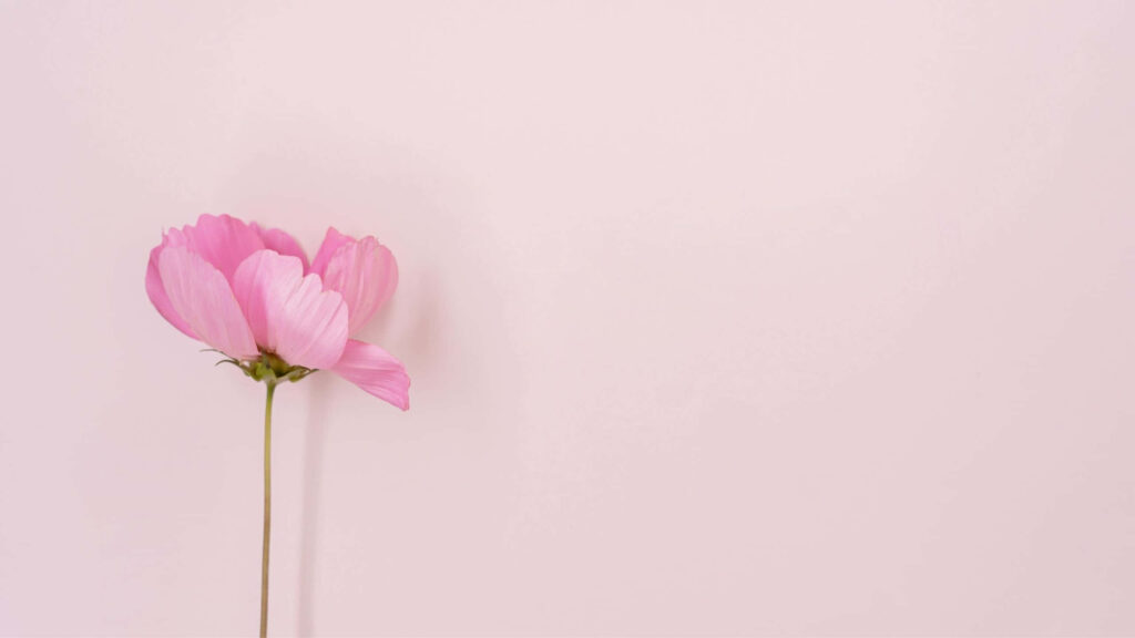 Elegant Minimalist Wallpaper: Light Pink Flower on Pastel Background