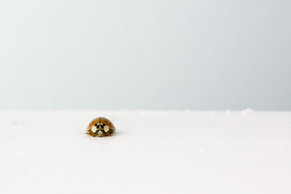 Minimalist Ladybug Macro on White with Soft Gradient Wallpaper