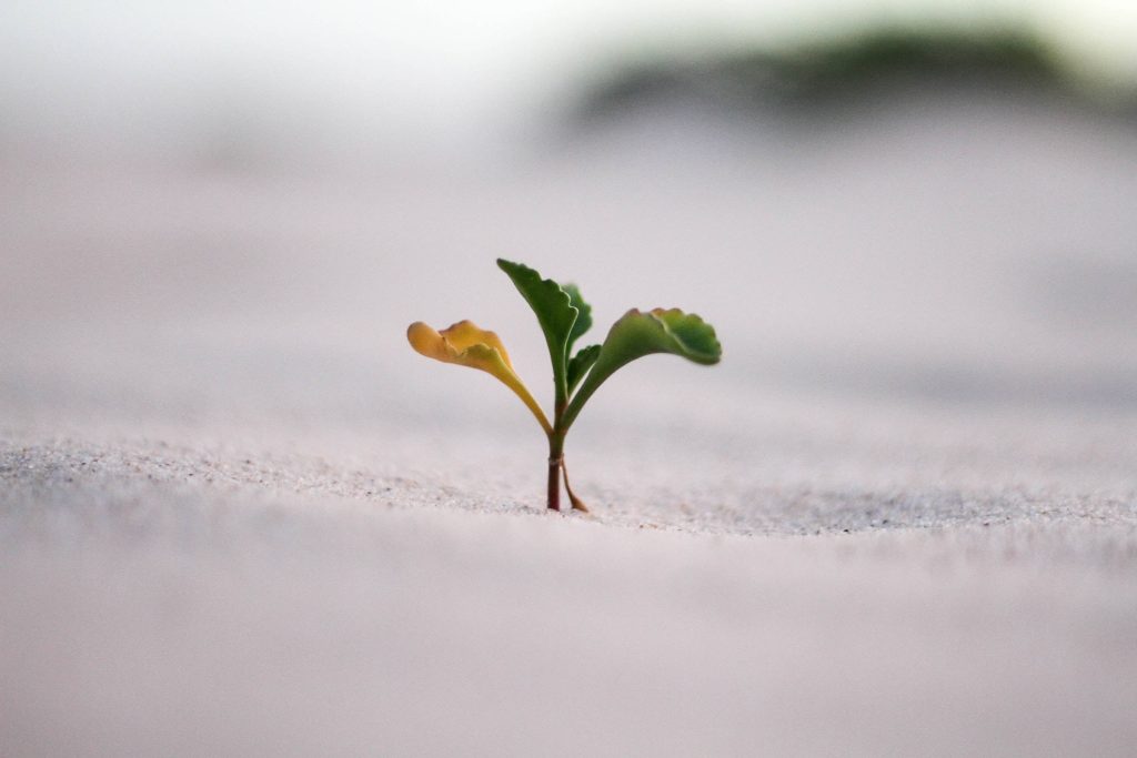 Close-up of a small green sprout growing from white sand minimalist macro nature wallpaper background