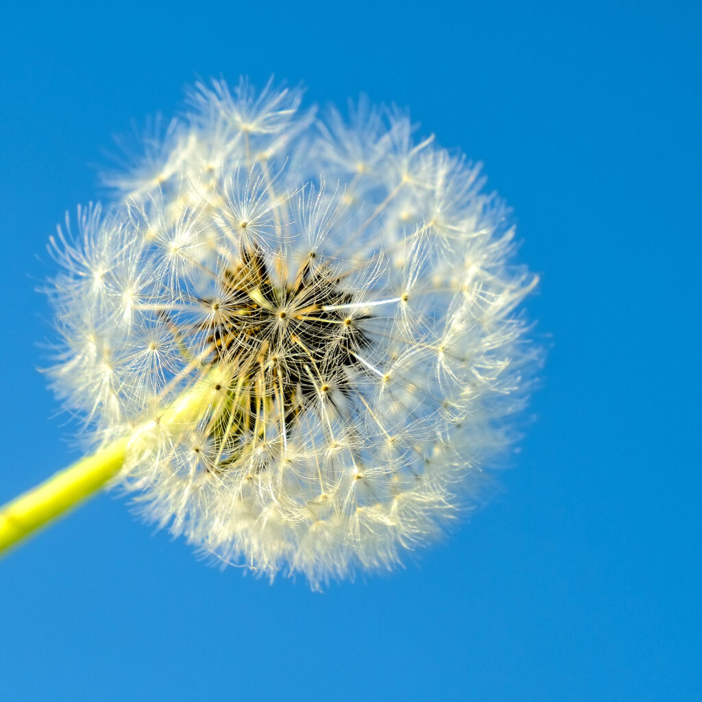 Minimalist Dandelion Macro Wallpaper on Vibrant Blue Background