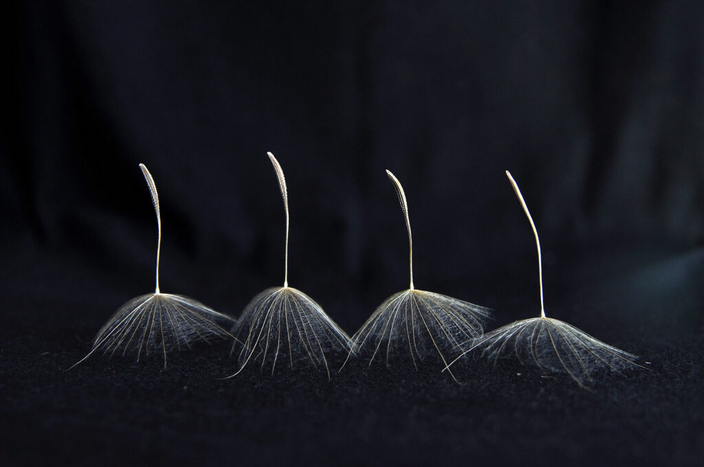 Minimalist Dandelion Fluff Wallpaper: Intricate Macro on Black Background