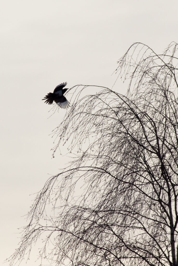 Minimalist Raven in Flight: Monochrome Wallpaper Background