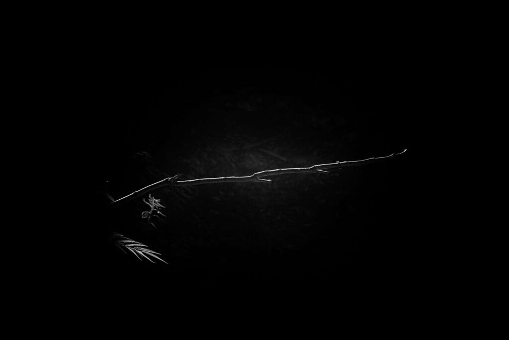 Minimalist Monochrome Wallpaper: Serene Branch in Dark Background