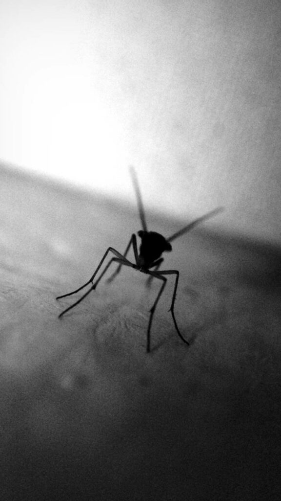 Stunning Mosquito Silhouette Wallpaper on Gradient Background