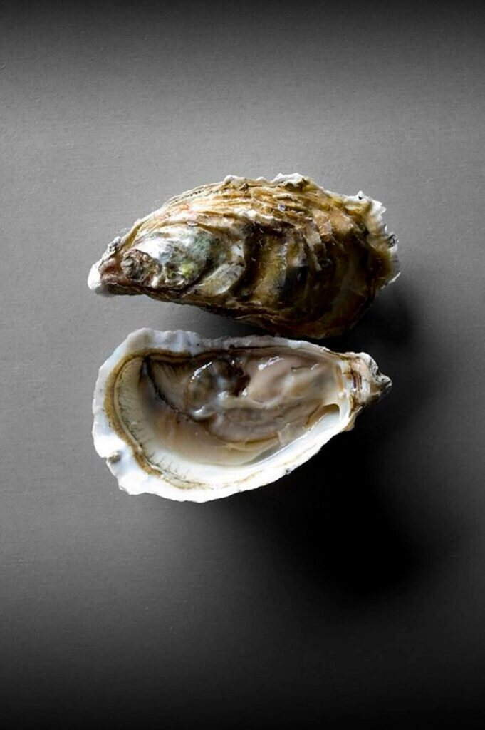 Minimalist Oyster Wallpaper: Dark Gray Background with Natural Textures
