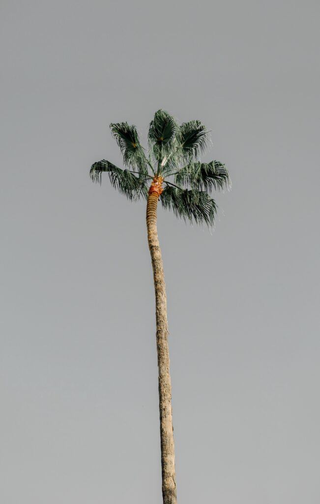 Single palm tree silhouette against clear sky minimalist natural wallpaper background serene
