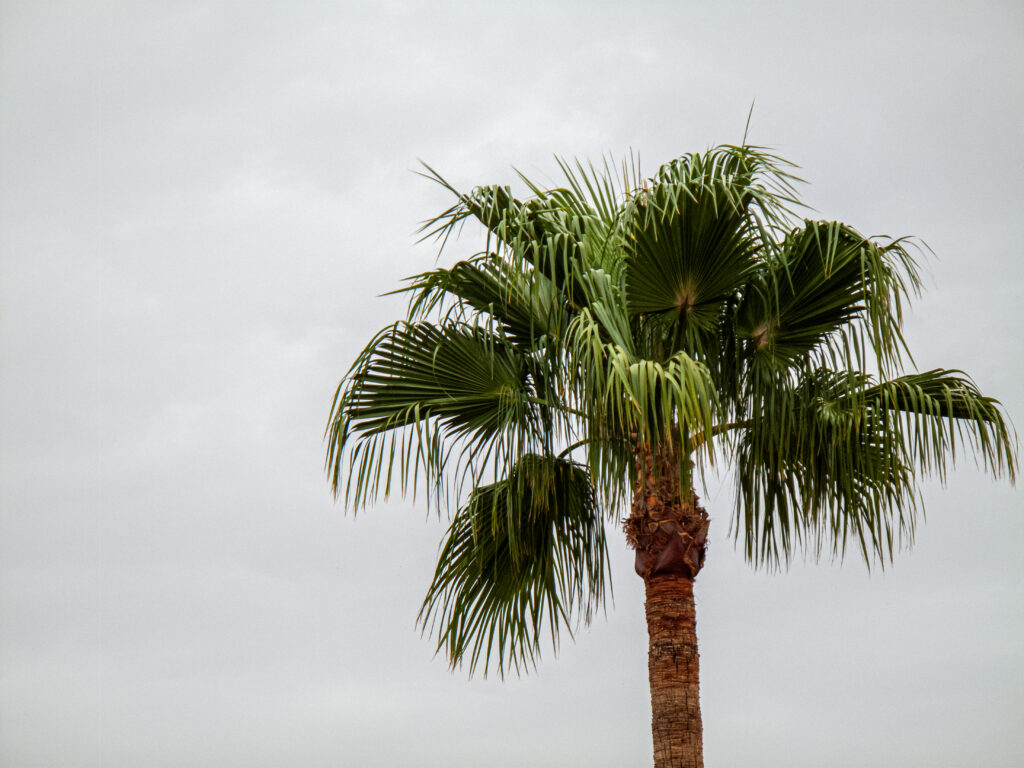 Tall palm tree with lush green branches and textured trunk against soft overcast sky wallpaper