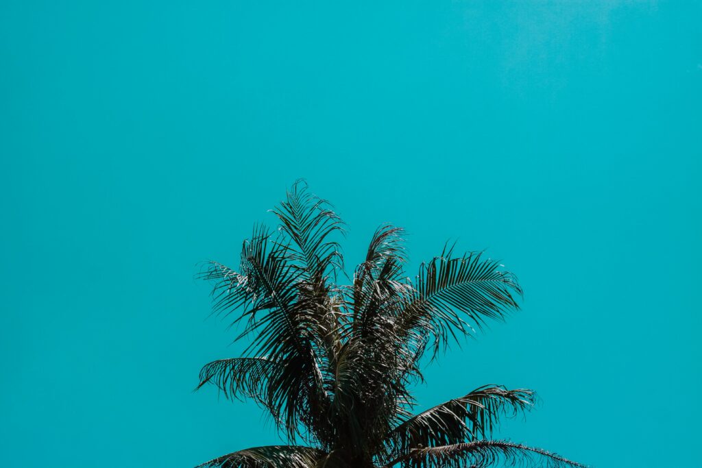 Minimalist palm tree top against vivid turquoise sky tropical wallpaper with bold contrast and detail