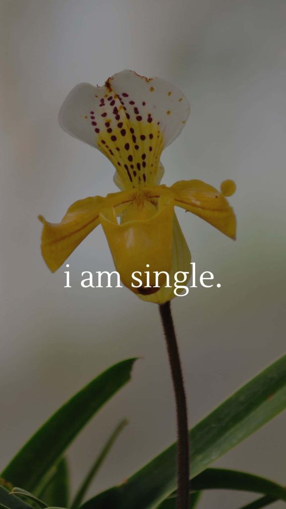 Minimalist Paphiopedilum slipper orchid with i am single text on soft muted background wallpaper